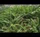 Nephrolepis cordifolia